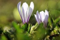Close up of two purple and white crocuses blooming in a meadow in springtime Royalty Free Stock Photo