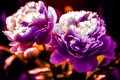 Close up of two purple and white flowers with blurry background. Generative AI Royalty Free Stock Photo