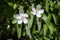 Closeup of two quince flowers in spring Royalty Free Stock Photo