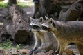 Close up of two racoons (Procyon lotor) Royalty Free Stock Photo