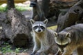 Close up of two racoons (Procyon lotor) Royalty Free Stock Photo