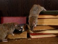 Close-up two rat climbs on old books on the flooring in the library.