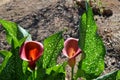 Close-up of Two Red Callas, Zantedeschia, Nature, Macro Royalty Free Stock Photo