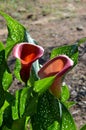 Close-up of Two Red Callas, Zantedeschia, Nature, Macro Royalty Free Stock Photo