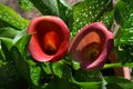 Close-up of Two Red Callas, Zantedeschia, Nature, Macro Royalty Free Stock Photo