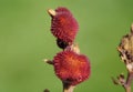 A close up of two red Canna lily seeds pod Royalty Free Stock Photo