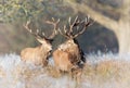 Close up of two Red deer stags on a frosty morning Royalty Free Stock Photo