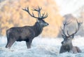 Close up of two Red deer stags in winter Royalty Free Stock Photo