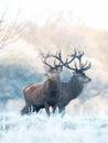 Close up of two Red deer stags in winter Royalty Free Stock Photo