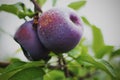 Two red delicious apples ready to be picked Royalty Free Stock Photo