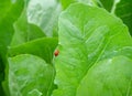 Close-up of two red ladybugs making love on the edge of bright green leaf Royalty Free Stock Photo