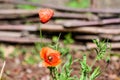 Close up of two red poppy flowers and blurred green leaves in a British cottage style garden in a sunny summer day, beautiful