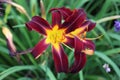 Close up of two red and yellow blooming Hemerocallis Daylily flowers