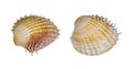 Spiny cockles of saltwater clam isolated on a white background. Acanthocardia aculeata