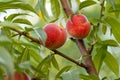 Close-up of two ripe orange-red peaches hanging from a tree. Royalty Free Stock Photo