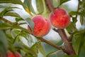 Close-up of two ripe orange-red peaches hanging from a tree Royalty Free Stock Photo