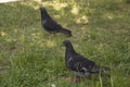close-up: two rock doves on the grass Royalty Free Stock Photo