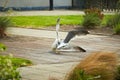 Close up of two seagulls fighting, on the ground, terrace with grass and flowers around Royalty Free Stock Photo