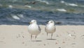 Close-up of a two seagulls Larus marinus, adult and juvenile specimens, on a sandy beach during a summer sunny day. Royalty Free Stock Photo