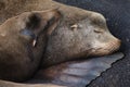 Seals on dock in Newport on the Oregon Coast Royalty Free Stock Photo