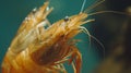 A close up of two shrimp with water droplets on their backs, AI Royalty Free Stock Photo