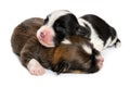 Close up of two sleeping 1 week old havanese puppies