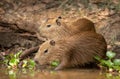 Close up of two small Capybaras on a river bank