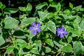 Two small delicate blue flowers of periwinkle or myrtle herb (Vinca minor) in a sunny spring garden, beautiful outdoor Royalty Free Stock Photo