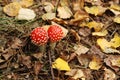 A Close Up Of Two Small Fly Agaric Mushrooms &#x28;Amanita Muscaria&#x29; With Globose Bright Red Caps