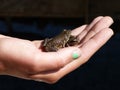 Close up of two small frogs in a human hand.