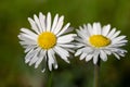 Close up of two small white daisies growing in a green meadow Royalty Free Stock Photo