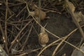 close-up:two snails on the wet ground among tree branches Royalty Free Stock Photo