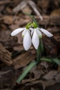 Close up of two snowdrop flowers