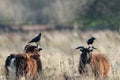 Close-up of two soay sheep with black crows on their heads grazing in field on sunny day Royalty Free Stock Photo