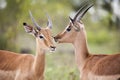 Close up of two springbuck