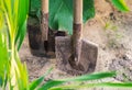 Close-up of two steel, garden shovels with wooden handles standing in the ground with green grass in the open air for cultivating