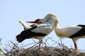 Close up of two storks Ciconia Ciconia in a nest on a tree against blue sky.