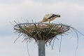 Close up two storks on the nest Royalty Free Stock Photo