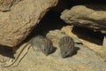 Close up of two striped mice on a rock in the sun