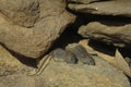 Close up of two striped mice on a rock in the sun