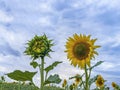 Close up of two sunflowers, one completely open and the other closed, against a background of a blue sky, contrast between open Royalty Free Stock Photo