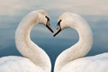 Close up of two swans in the shape of a heart. Love concept valentine greeting card