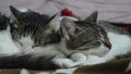Sleeping cats Royalty Free Stock Photo