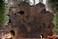 Aged rings of wood in Sequoia National Park, California