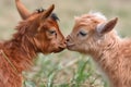 close-up of two tiny goats head-butting and playing in the field Royalty Free Stock Photo