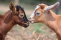 close-up of two tiny goats head-butting and playing in the field Royalty Free Stock Photo