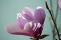 A Pink Flower Blooming on a Leonard Messel Magnolia Tree in the Spring Royalty Free Stock Photo