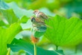 Sparrow and lotus seedpod Royalty Free Stock Photo