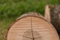 Felled tree trunks show year rings Royalty Free Stock Photo