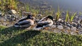 Two mallard ducks near a shallow water pond, one sleeping as the other rests Royalty Free Stock Photo